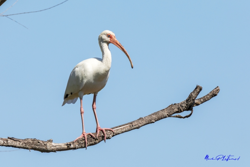 American White Ibis Port Aransas TX 2020